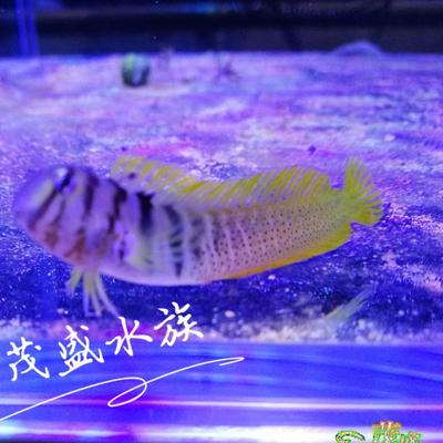 凭海听涛海水好养海水观赏鱼实惠