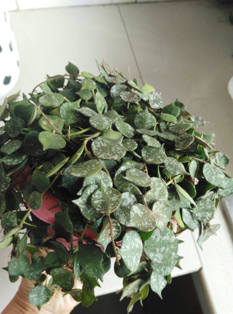 盆栽花卉小章鱼球兰观花叶开花球兰带花梗带盆发货防辐射净化空气