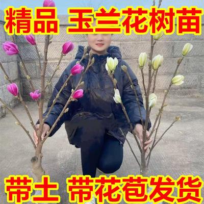 带花苞带土红玉兰树苗