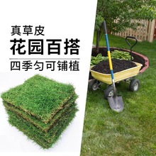 绿化草皮真草带土草坪庭院别墅花园四季台湾草马尼拉耐荫大叶油草