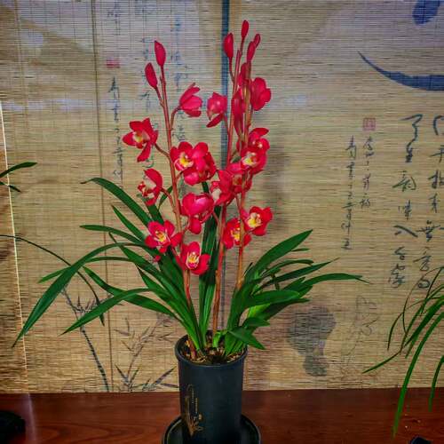 红宝石兰花新手好养活