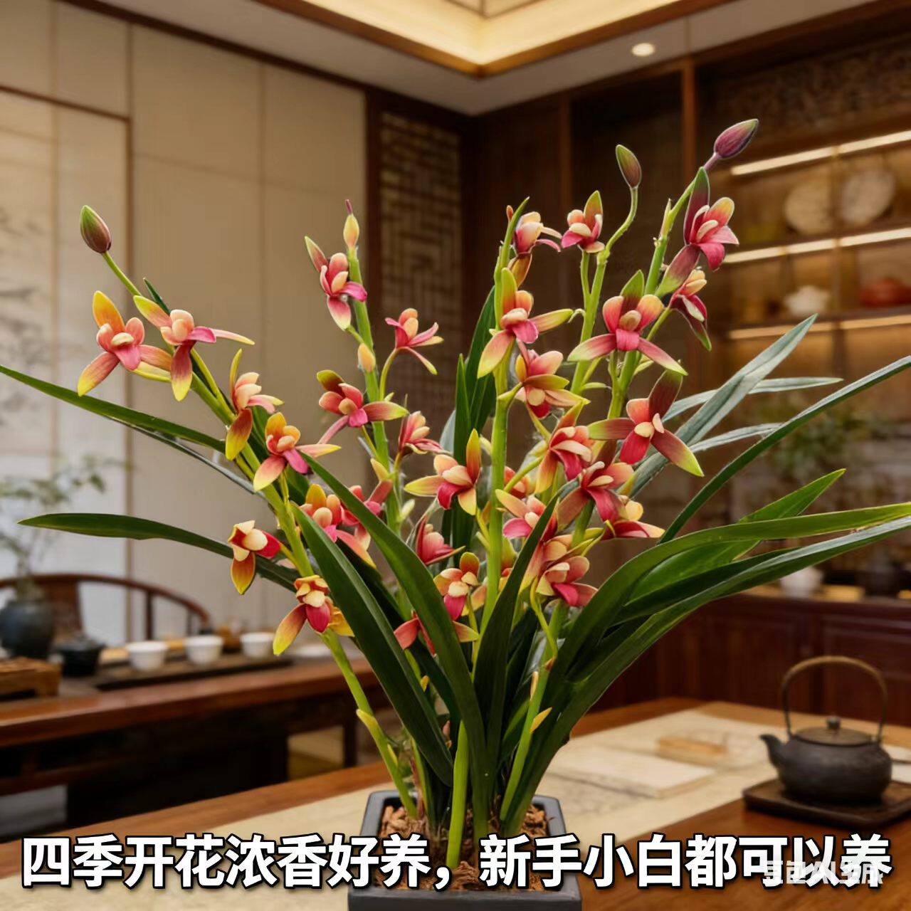 新手好养中国红兰花带花苞浓香室内阳台四季开花绿植盆栽基地直发