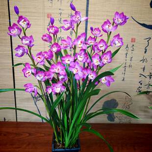 墨兰紫罗兰 6-8苗 室内阳台兰花绿植盆栽基地直发