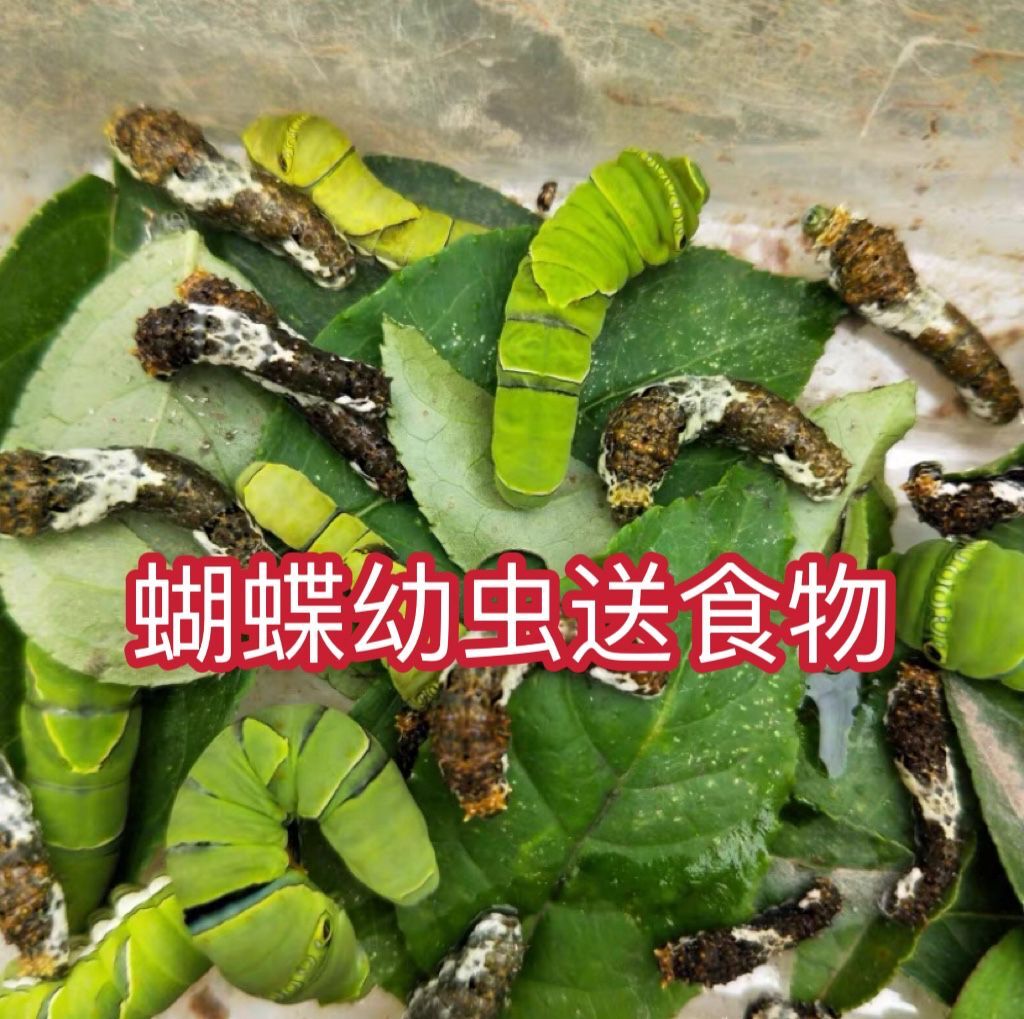 活体蝴蝶柑橘凤蝶幼虫食物叶子笼