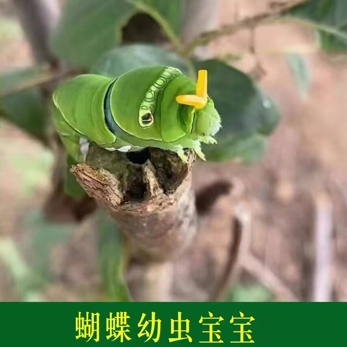 玉带凤蝶卵蝴蝶幼虫科普饲养小宠物柑橘凤蝶蝶碧凤蝶幼虫奇异宠物