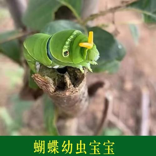 活体蝴蝶卵蝴蝶幼虫可孵化出虫子