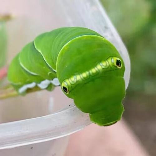 活体蝴蝶卵蝴蝶幼虫可孵化出虫子
