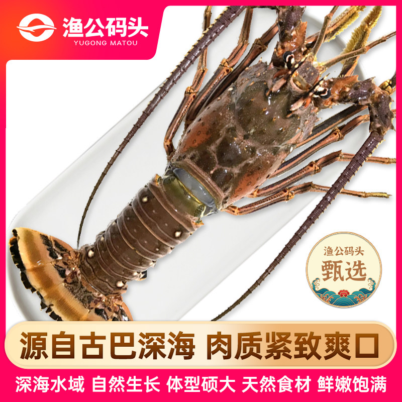 渔公码头超大深海古巴龙虾鲜活冷冻澳洲澳龙大龙虾波士顿年货礼包