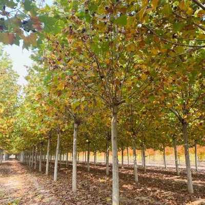 法国梧桐行道树