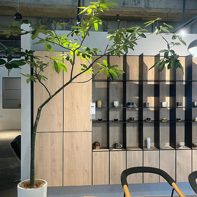 原生髪财树盆栽造型大型绿植办z公室内客厅净化空气观叶花卉植物