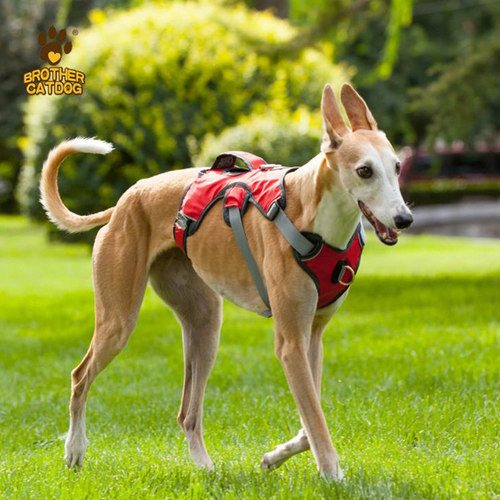 细犬胸背带灵缇犬比格狗大中小