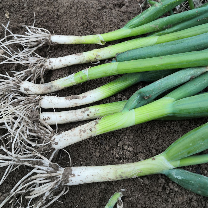 蘸酱小葱新鲜葱苗大葱苗葱秧子非小香葱农家蔬菜可种植可食用24