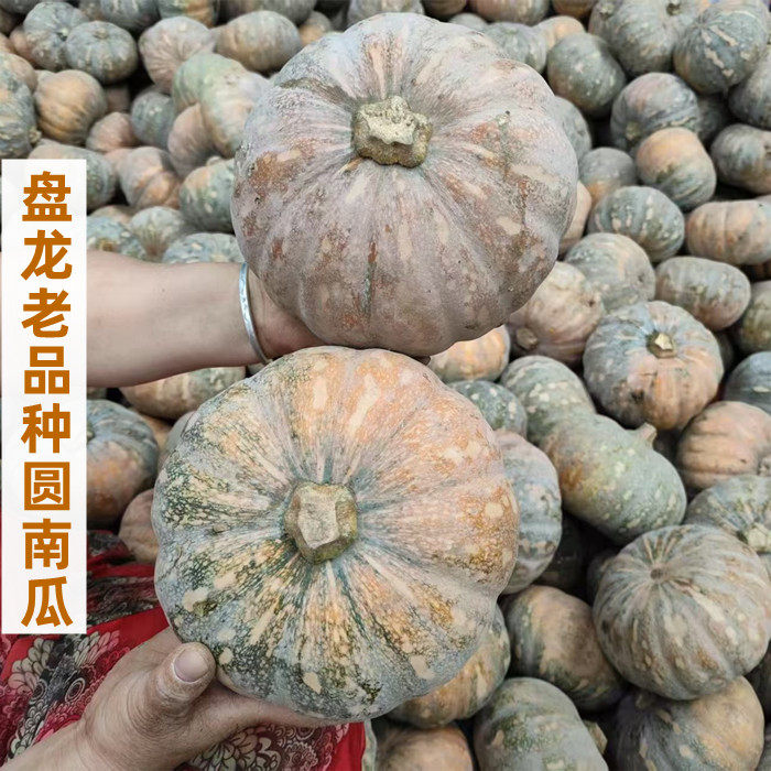 盘龙南瓜圆南瓜现摘磨盘南瓜不是贝贝南瓜甜糯水嫩宝宝辅食
