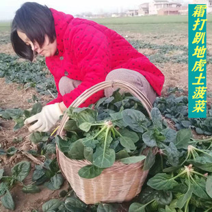 露天菠菜新鲜矮脚菠菜趴地虎红根菠菜北方霜冻菠菜河南土菠菜