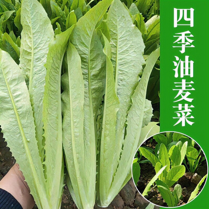 油麦菜籽种子四季播大颗香油麦青菜农家阳台盆栽春季秋季蔬菜种孑