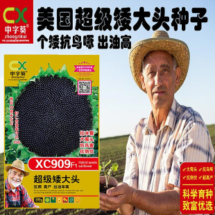 超级矮大头 油葵向日葵种子200g 矮杆高油大盘榨油葵花油葵种籽孑
