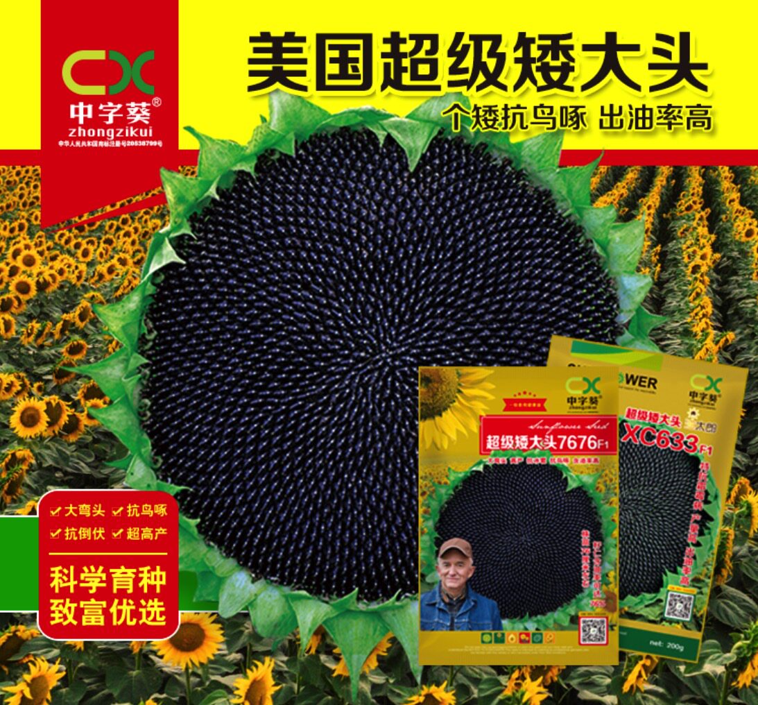美国矮大头 油葵向日葵种子200g 矮杆高油大盘榨油葵花油葵种籽孑