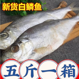 山东白鳞鱼老式咸鱼新鲜腌制咸鳓鱼大海鱼大个头快鱼曹白鱼