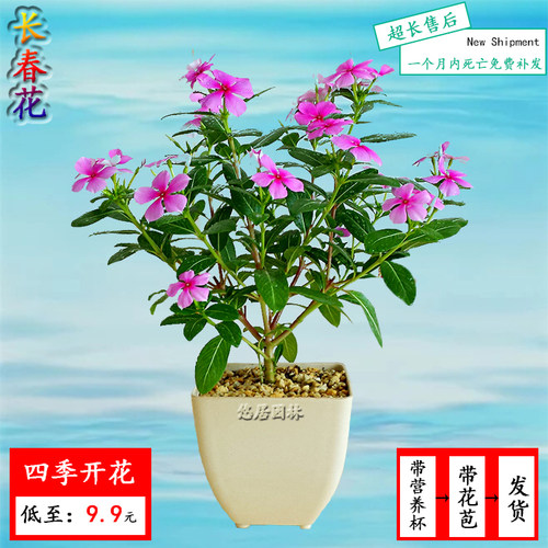 五叶阳台梅花苗四季日日春