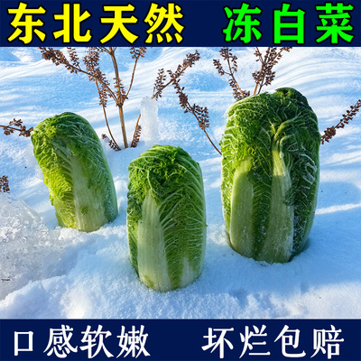 东北冻白菜大果半包心菜软甜嫩