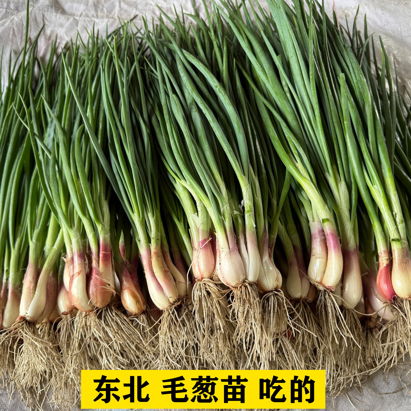 新鲜毛葱苗东北正宗鬼葱蘸酱菜带叶吃的食用毛葱苗绿叶现拔现发嫩