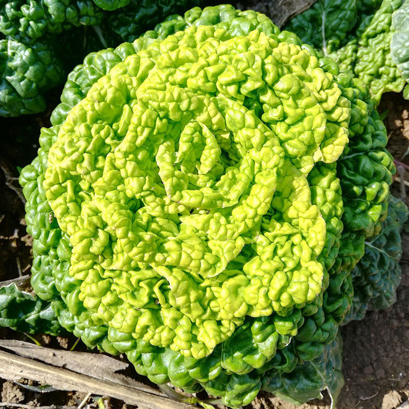 黄心乌种子种籽孑乌塌菜乌塔菜雪里金花冬天菜种耐寒蔬菜菜籽白菜