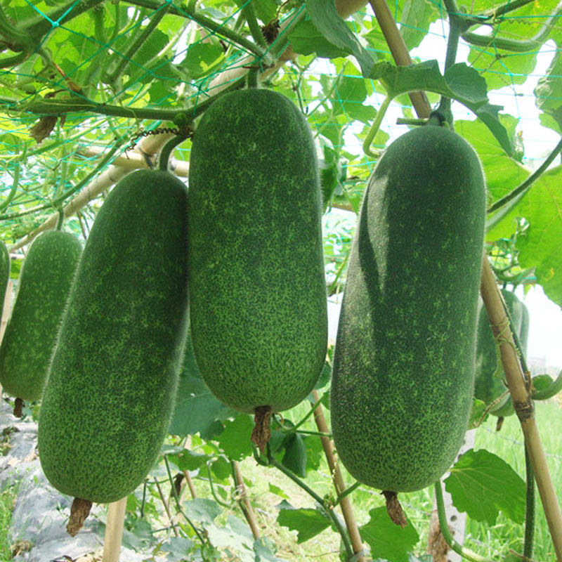 绿春小冬瓜种子种籽苗冬瓜四季盆栽春季秧苗适合春天种的蔬菜孑