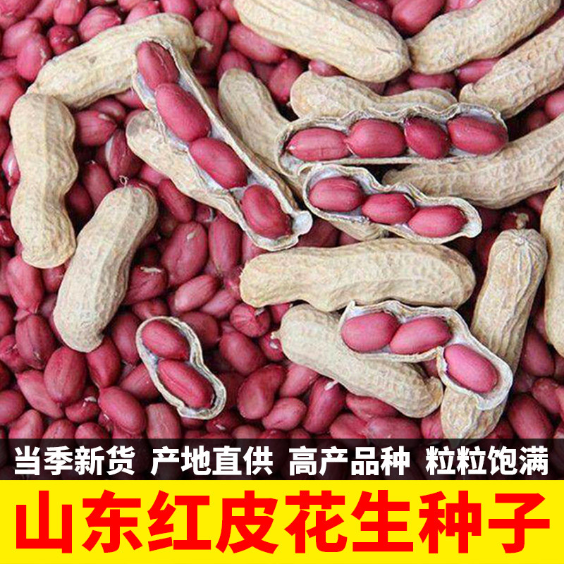 新品种高产红皮花生种子图片