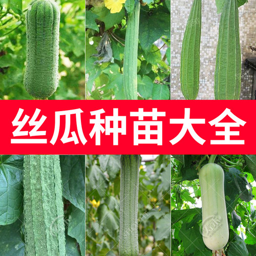 四季奶油丝瓜肉丝瓜种子