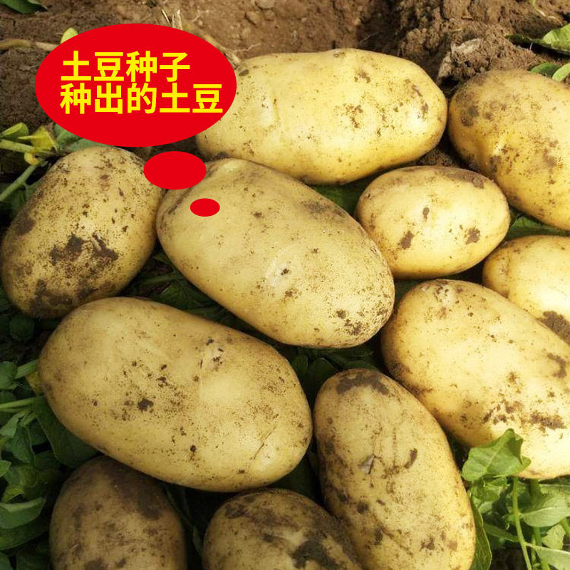 黄皮土豆种籽孑浙江本地高产黄心马铃薯种子带芽春季蔬菜种原种大