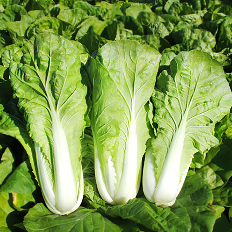 德高青浪7号/早熟长江5号快菜种子 耐热耐湿小白菜四季青菜蔬菜籽
