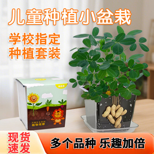 儿童种植小盆栽花生种籽观察套装