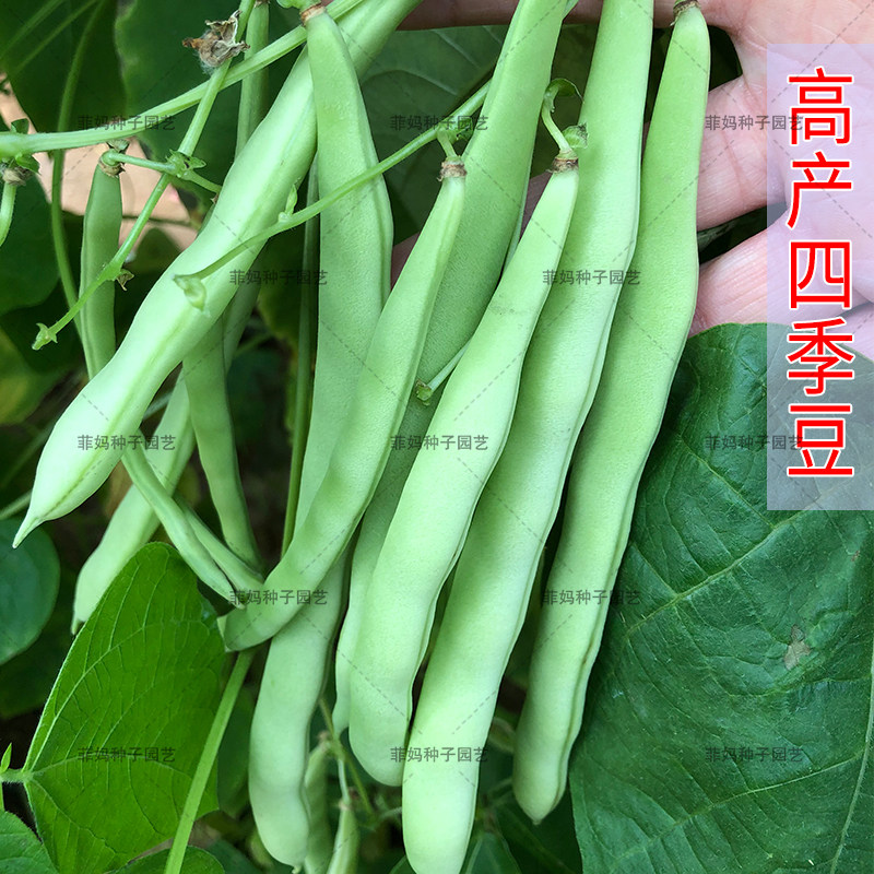 农家高产绿四季豆芸豆菜豆刀豆角种籽春夏秋播盆栽庭院蔬菜种孑子