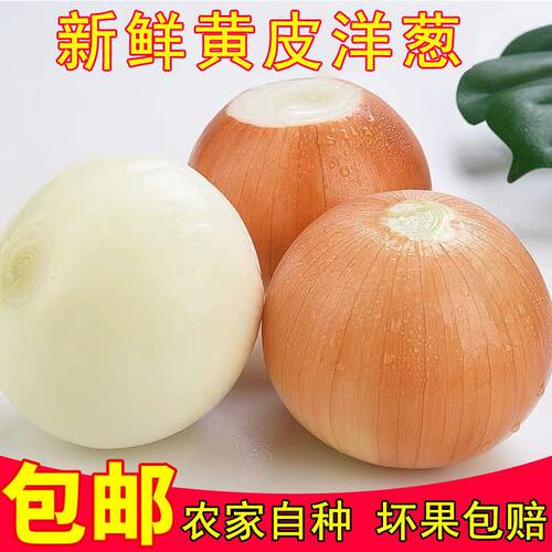 山东黄皮洋葱白肉手抓饭配料餐饮直供新货凉拌生吃新鲜直发皮牙子