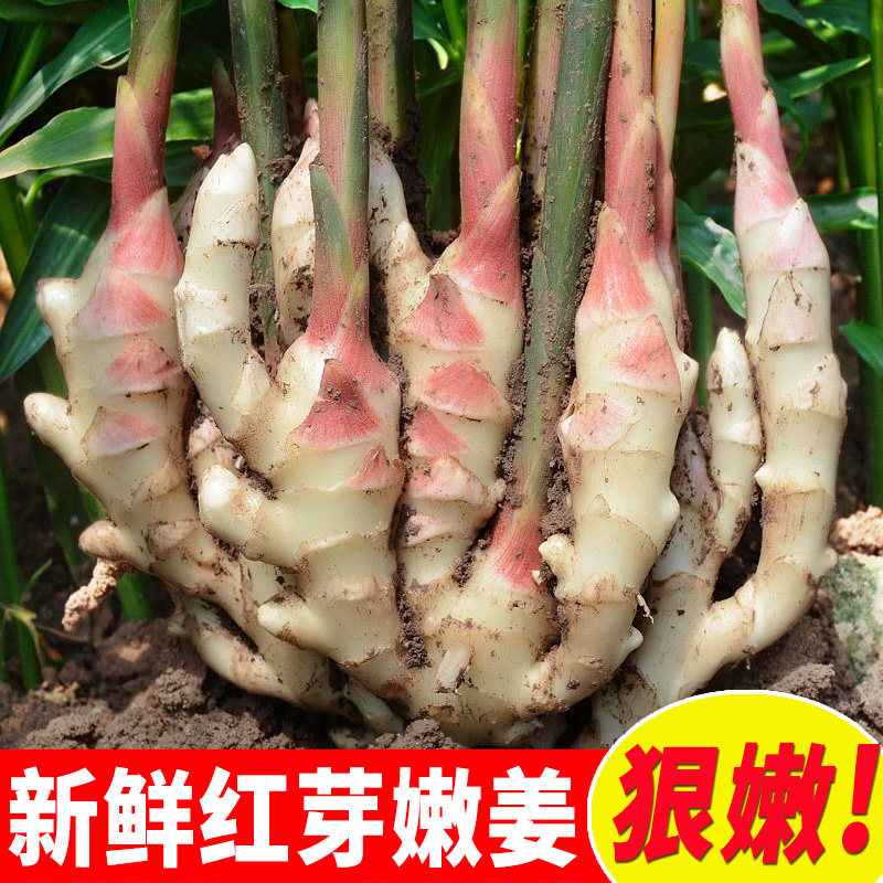 山东红芽姜新鲜嫩姜大仔姜子姜农家现挖生姜非小黄姜糖醋泡姜蔬菜