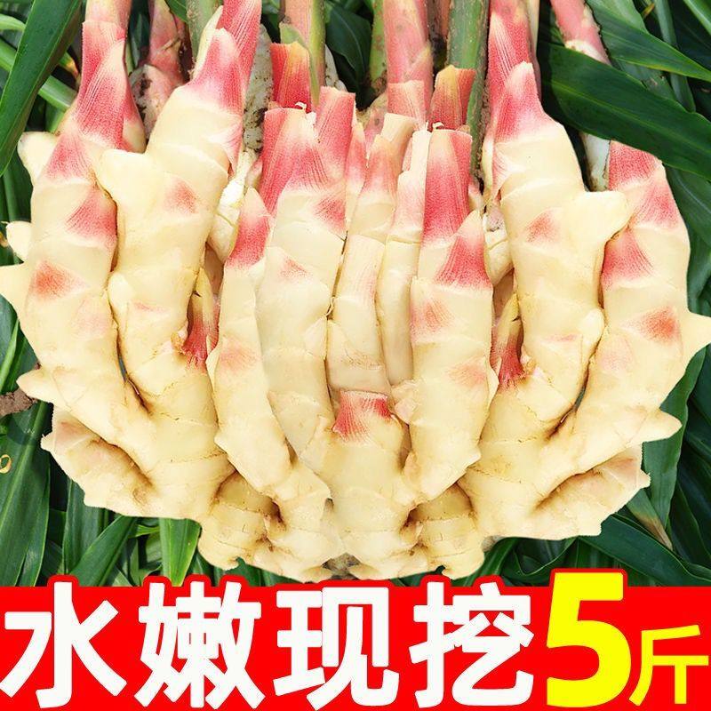现挖山东红芽嫩姜新鲜5斤鲜姜子姜生姜泡姜芽腌制蔬菜农家嫩仔姜