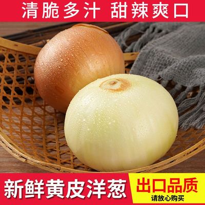 山东白洋葱黄洋葱水果洋葱甜新鲜包邮批10斤自种大洋葱生吃圆葱发