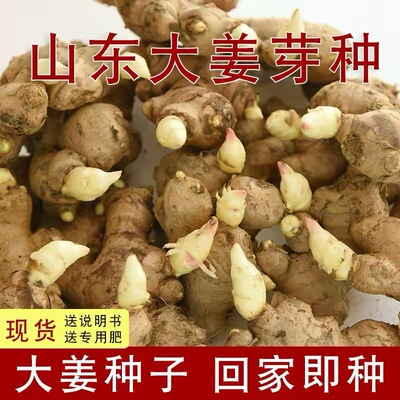 山东生姜种精选带芽已催芽