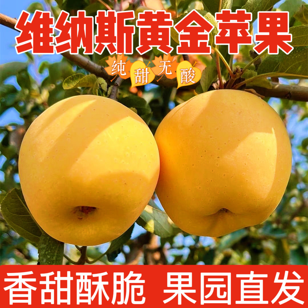 正宗维纳斯黄金苹果当季新鲜水果产地直发包邮脆甜无酸孕妇水果,水产肉类/新鲜蔬果/熟食,苹果,淘宝优惠券,粉丝福利购,淘宝优惠卷