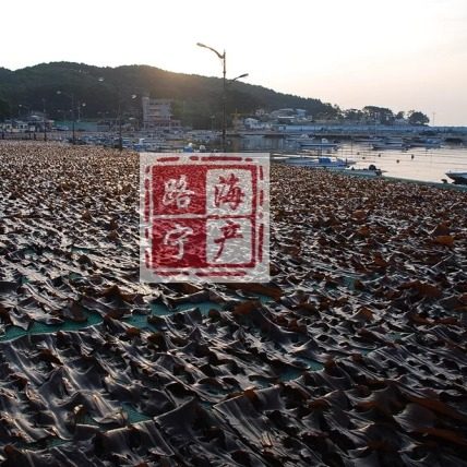 韩国优质天然野生干海带500g海带