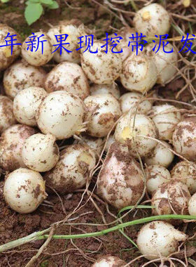 贵州农家泥地现挖苦藠小根葱果