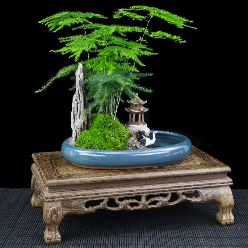Asparagus landscape modelling bonsai Indoor plants Buddhist mood Potted plant Clean air Watch flowers and plants bonsai Four seasons Evergreenin the Flower delivery/Flowers simulation/Plants gardening , Flowers/Potted plants (New) , Plants  category - from Buy2taobao.com to provide professional Taobao agent buy service