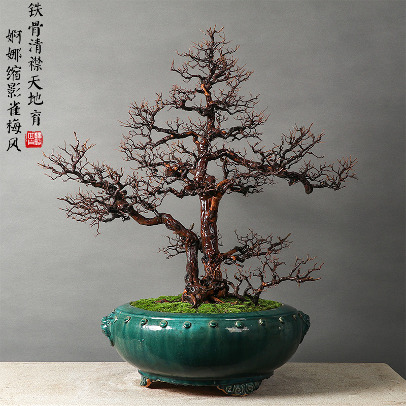 一物一拍st0281小叶雀梅盆景老桩造型大型摆件室内客厅阳台绿植盆