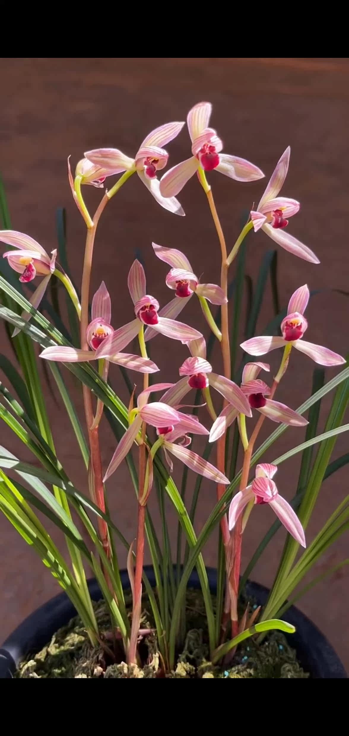 包邮当年开花名品花卉 莲瓣兰烈焰红唇 浓香客厅阳台庭院庭院绿植
