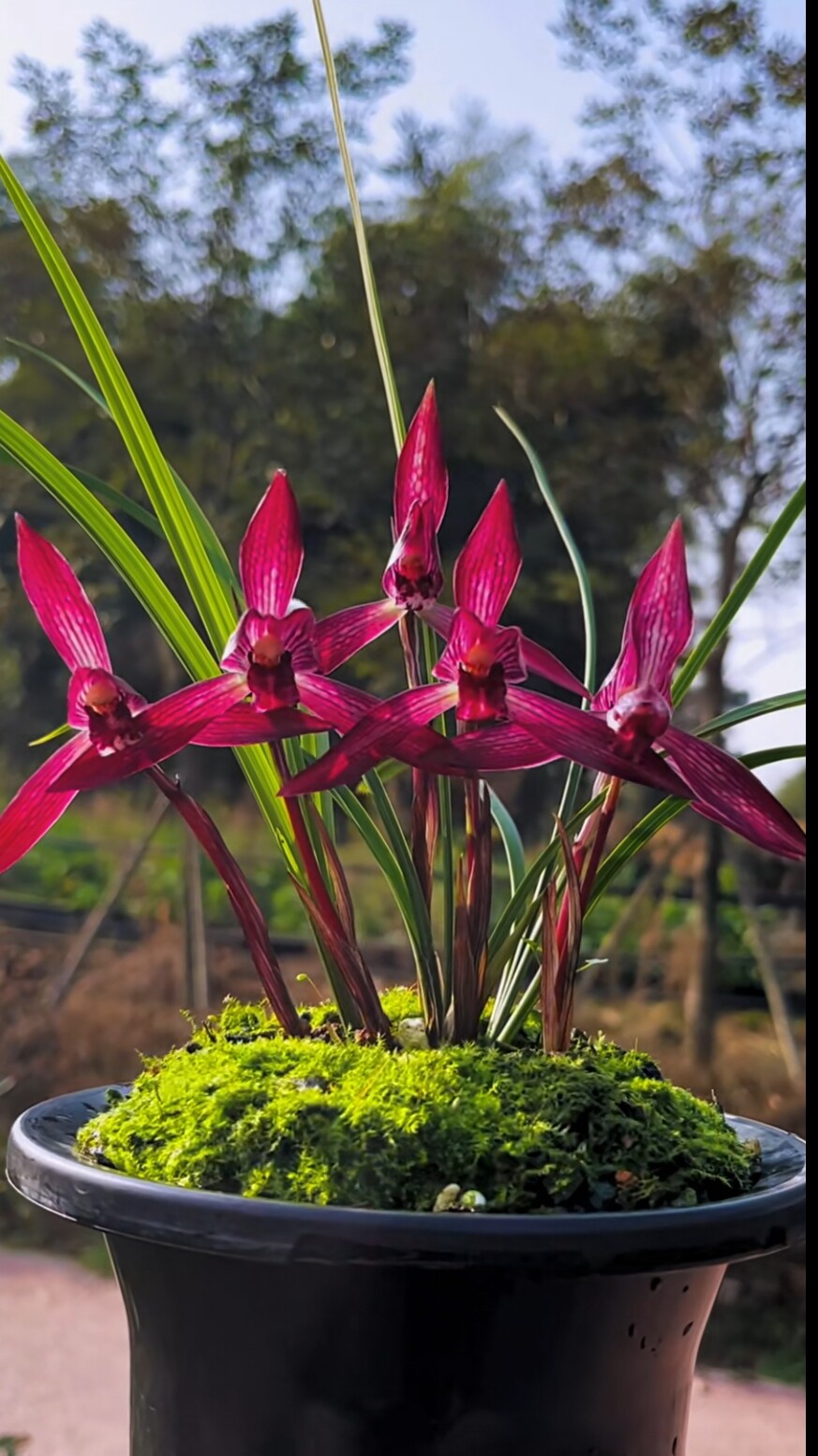 包邮当年开花名品兰花苗 春兰红塔宝石 浓香阳台客厅庭院绿植盆栽