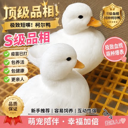 正品柯尔鸭宠物鸭子网红宠物网成年可爱科尔赛级正宗纯种可达活体
