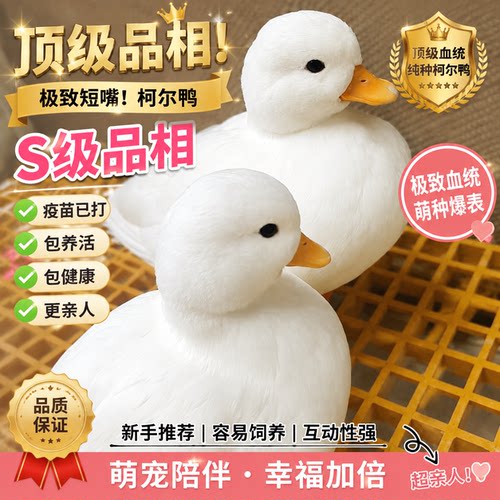 正品柯尔鸭宠物鸭子网红宠物网成年可爱科尔赛级正宗纯种可达活体