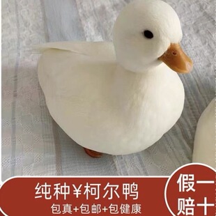 活宠物小黄鸭子活苗可达鸭活物柯基鸭观赏鸭科尔鸭仔小鸭子
