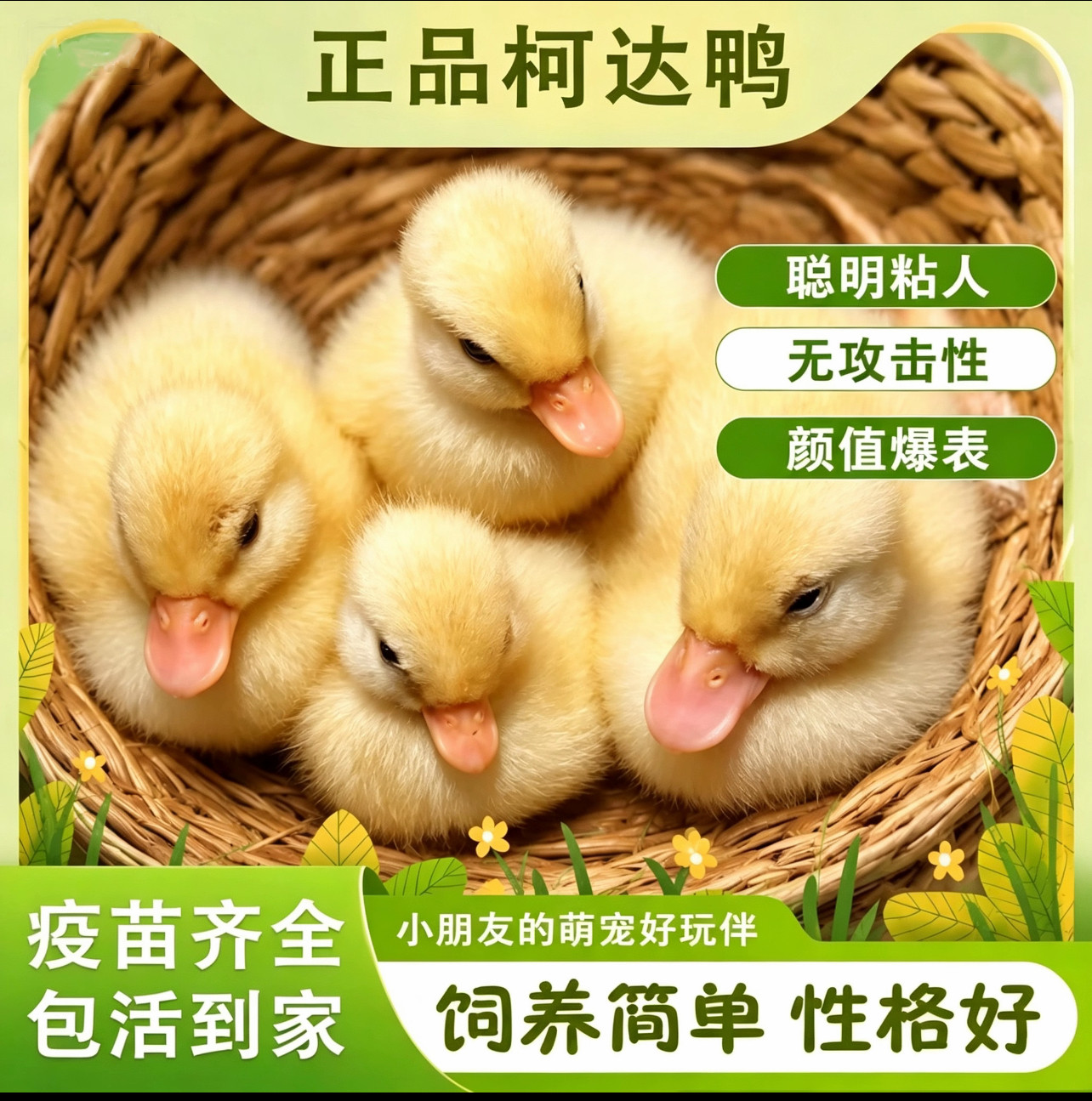 柯尔鸭宠物小黄鸭子网红小苗可达鸭柯基小鸭子活宠物宠物小鸭子
