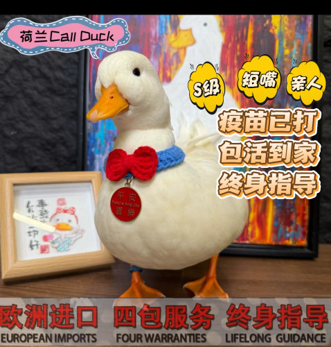 宠物鸭子柯尔鸭鸭崽可达鸭幼崽